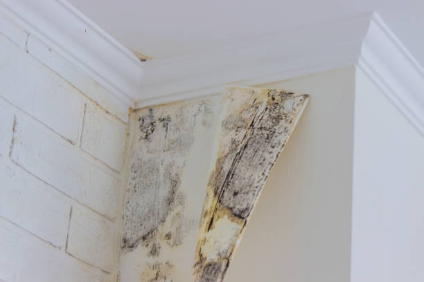 Best Mold Prevention Services  in Mount Carmel, PA